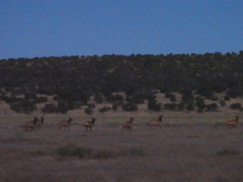 GDMBR: We saw this Elk Herd running.